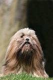 LHASSA APSO 123